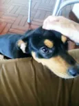 Chico