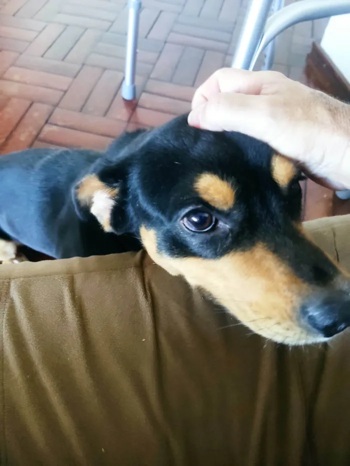 Cachorro ra a SRD-ViraLata idade 5 anos nome Chico