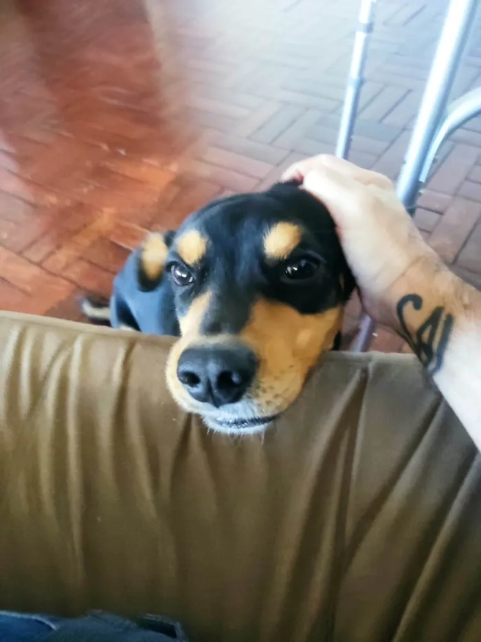 Cachorro ra a SRD-ViraLata idade 5 anos nome Chico