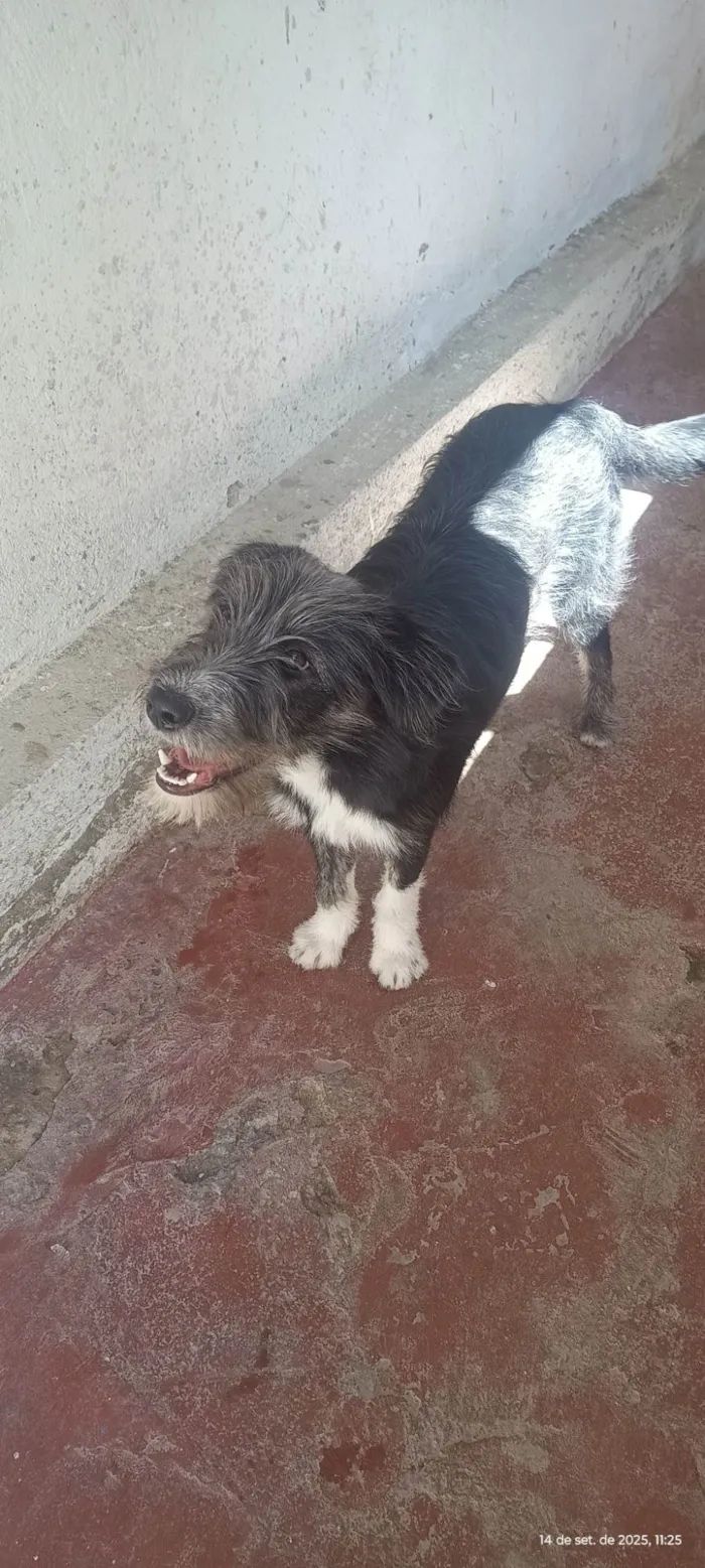 Cachorro ra a SRD-ViraLata idade 7 a 11 meses nome Zoe 