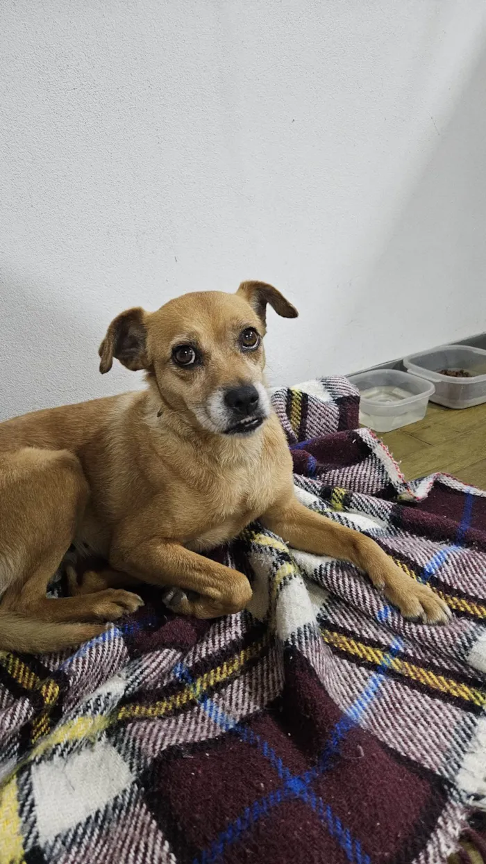 Cachorro ra a SRD-ViraLata idade 3 anos nome Não sabemos o nome (Estamos chamando de Nina)
