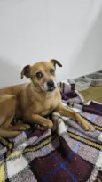Não sabemos o nome (Estamos chamando de Nina)
