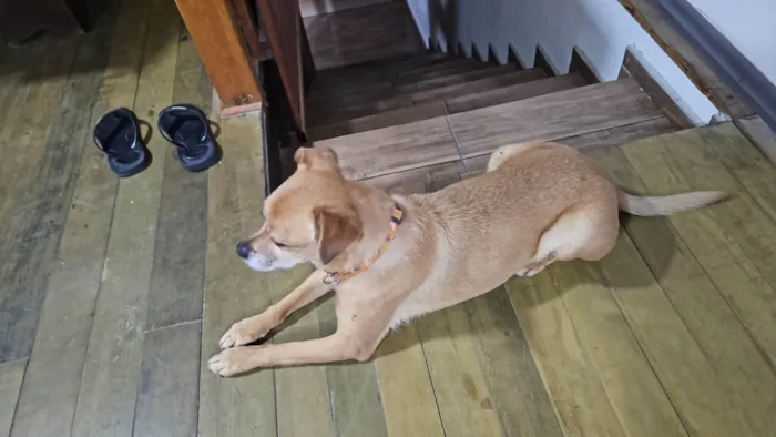 Cachorro ra a SRD-ViraLata idade 3 anos nome Não sabemos o nome (Estamos chamando de Nina)
