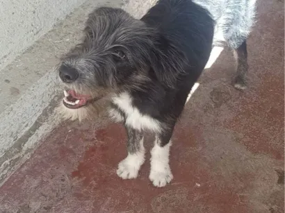 Cachorro raça SRD-ViraLata idade 7 a 11 meses nome Zoe 