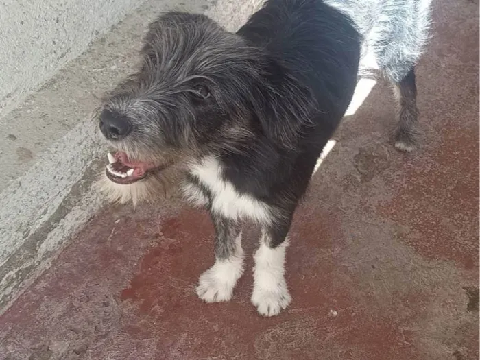 Cachorro ra a SRD-ViraLata idade 7 a 11 meses nome Zoe 