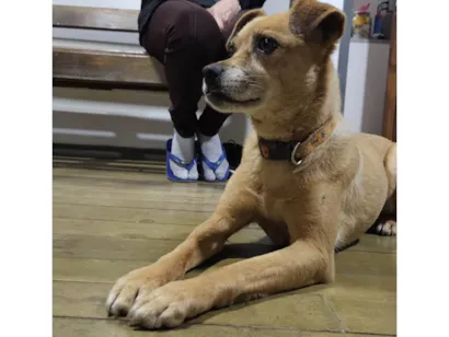 Cachorro raça SRD-ViraLata idade 3 anos nome Não sabemos o nome (Estamos chamando de Nina)