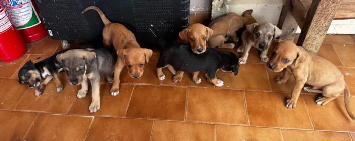 Cachorro ra a SRD-ViraLata idade Abaixo de 2 meses nome Não tem nomes ainda 