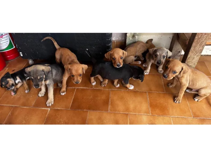Cachorro ra a SRD-ViraLata idade Abaixo de 2 meses nome Não tem nomes ainda 