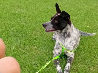 Cachorro raça SRD-ViraLata idade 2 a 6 meses nome Thor