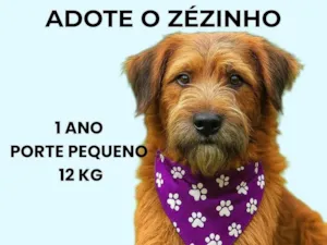 Cachorro raça SRD-ViraLata idade 1 ano nome Zézinho 