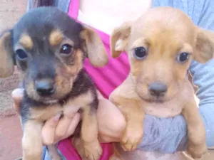 Cachorro raça SRD-ViraLata idade 2 a 6 meses nome Luana Rodrigues Pereira 