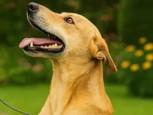 Cachorro raça SRD-ViraLata idade 2 anos nome Jade