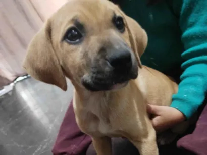 Cachorro raça SRD-ViraLata idade 2 a 6 meses nome Amarela