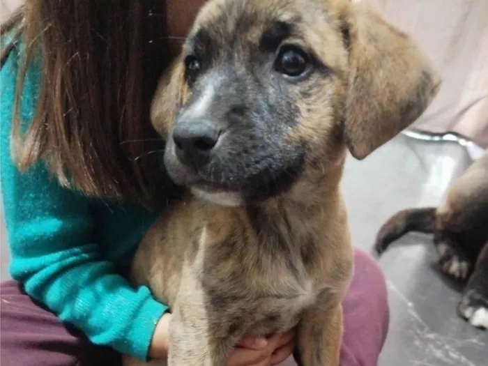 Cachorro ra a SRD-ViraLata idade 2 a 6 meses nome Rajada