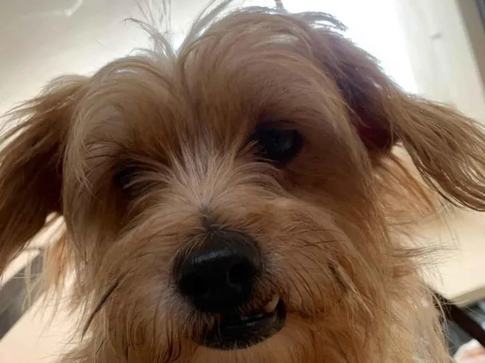 Cachorro ra a SRD-ViraLata idade 5 anos nome Marley