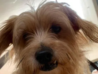 Cachorro raça SRD-ViraLata idade 5 anos nome Marley