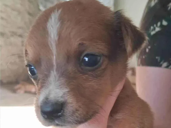 Cachorro ra a SRD-ViraLata idade Abaixo de 2 meses nome Mancha