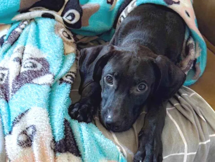 Cachorro ra a SRD-ViraLata idade 2 a 6 meses nome Jorginho 