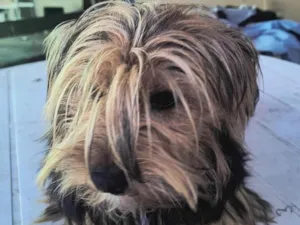 Cachorro raça Yorkshire idade 7 a 11 meses nome Felpudo 