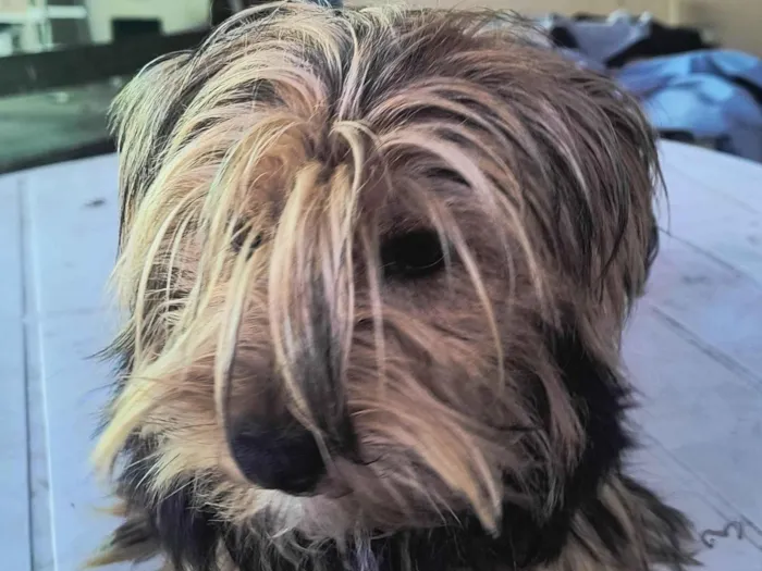 Cachorro ra a Yorkshire idade 7 a 11 meses nome Felpudo 