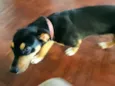 Chico