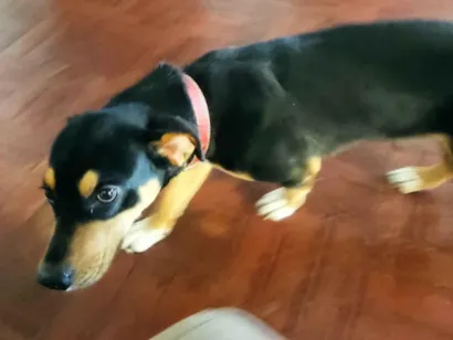 Cachorro raça SRD-ViraLata idade 5 anos nome Chico