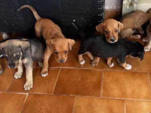 Cachorro raça SRD-ViraLata idade Abaixo de 2 meses nome Não tem nomes ainda 