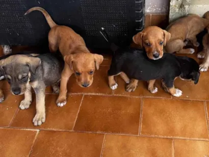 Cachorro raça SRD-ViraLata idade Abaixo de 2 meses nome Não tem nomes ainda 