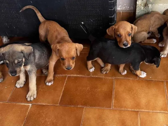 Cachorro ra a SRD-ViraLata idade Abaixo de 2 meses nome Não tem nomes ainda 