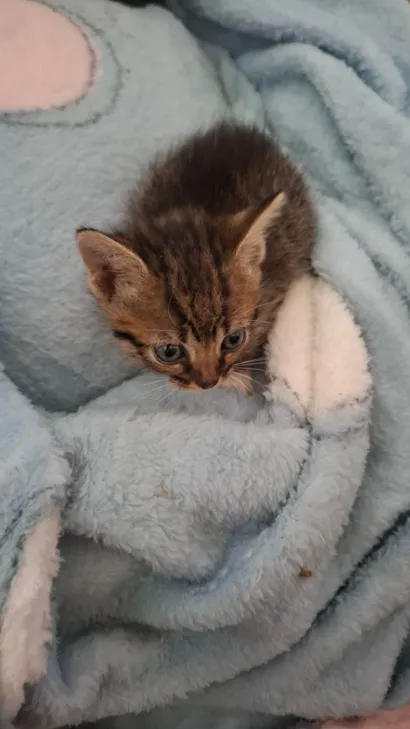 Gato raça SRD-ViraLata idade Abaixo de 2 meses nome Não tem 