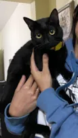 Safira
