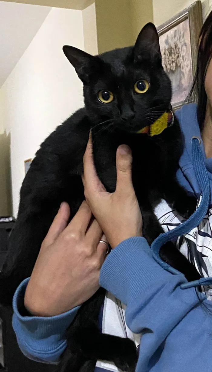 Gato ra a SRD-ViraLata idade 7 a 11 meses nome Safira