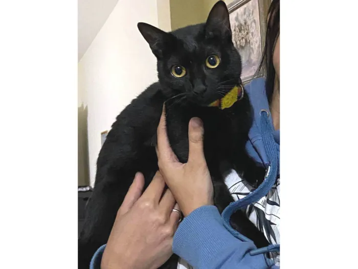 Gato ra a SRD-ViraLata idade 7 a 11 meses nome Safira