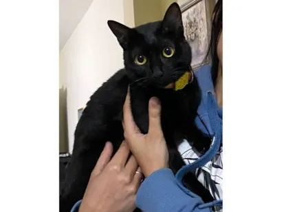 Gato raça SRD-ViraLata idade 7 a 11 meses nome Safira