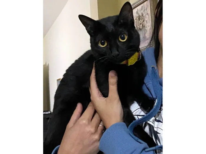 Gato ra a SRD-ViraLata idade 7 a 11 meses nome Safira