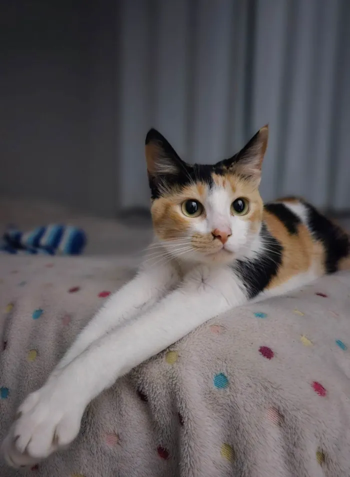 Gato ra a SRD-ViraLata idade 1 ano nome Aurora 
