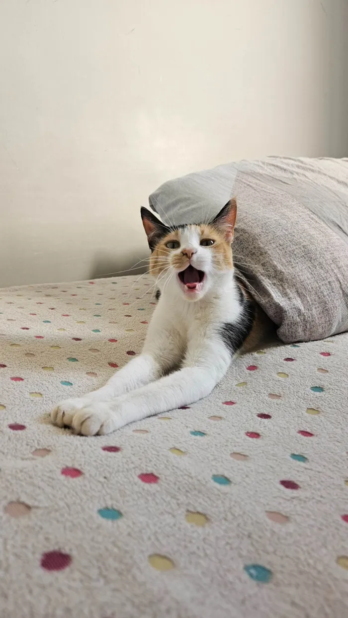 Gato ra a SRD-ViraLata idade 1 ano nome Aurora 