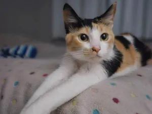 Gato raça SRD-ViraLata idade 1 ano nome Aurora 