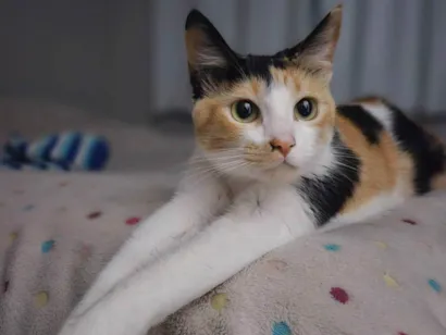 Gato raça SRD-ViraLata idade 1 ano nome Aurora 