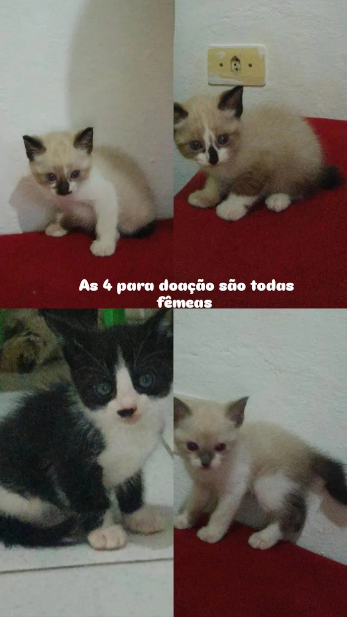 Gato ra a SRD-ViraLata idade Abaixo de 2 meses nome São filhotes 