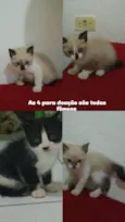 São filhotes