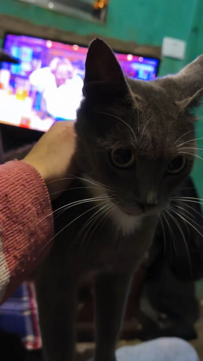 Gato ra a SRD-ViraLata idade 7 a 11 meses nome Skarlat 