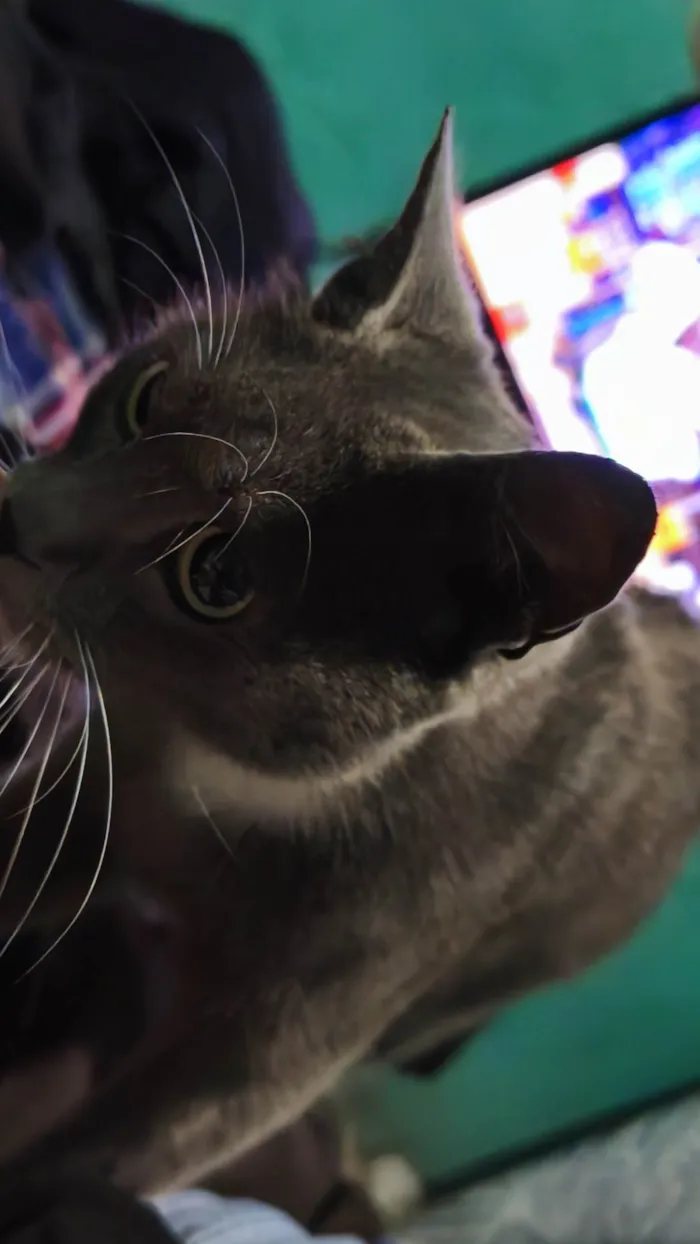 Gato ra a SRD-ViraLata idade 7 a 11 meses nome Skarlat 