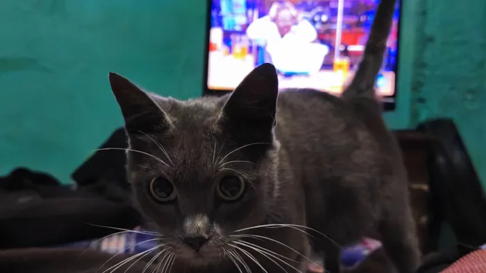 Gato ra a SRD-ViraLata idade 7 a 11 meses nome Skarlat 