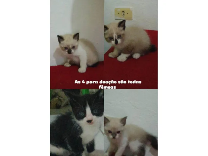 Gato ra a SRD-ViraLata idade Abaixo de 2 meses nome São filhotes 