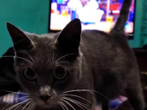 Gato raça SRD-ViraLata idade 7 a 11 meses nome Skarlat 