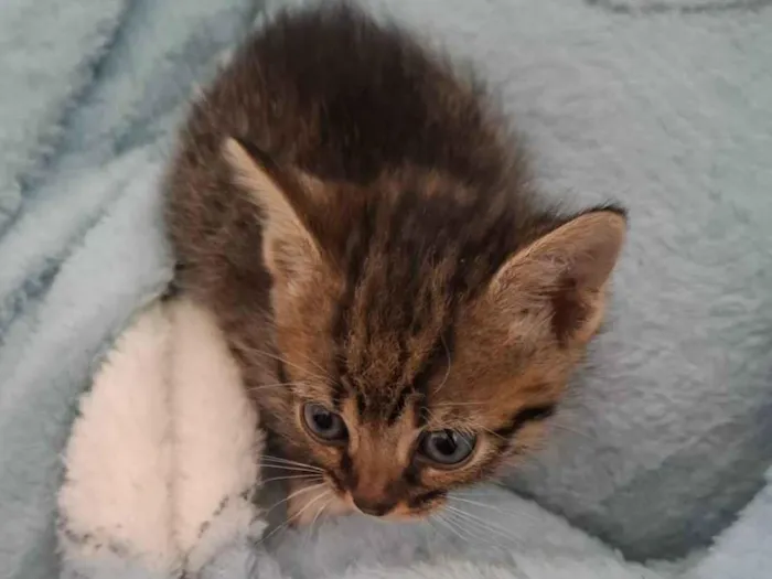 Gato ra a SRD-ViraLata idade Abaixo de 2 meses nome Não tem 
