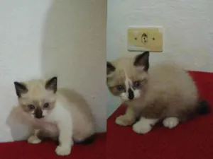 Gato raça SRD-ViraLata idade Abaixo de 2 meses nome São filhotes 