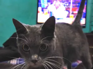 Gato raça SRD-ViraLata idade 7 a 11 meses nome Skarlat 
