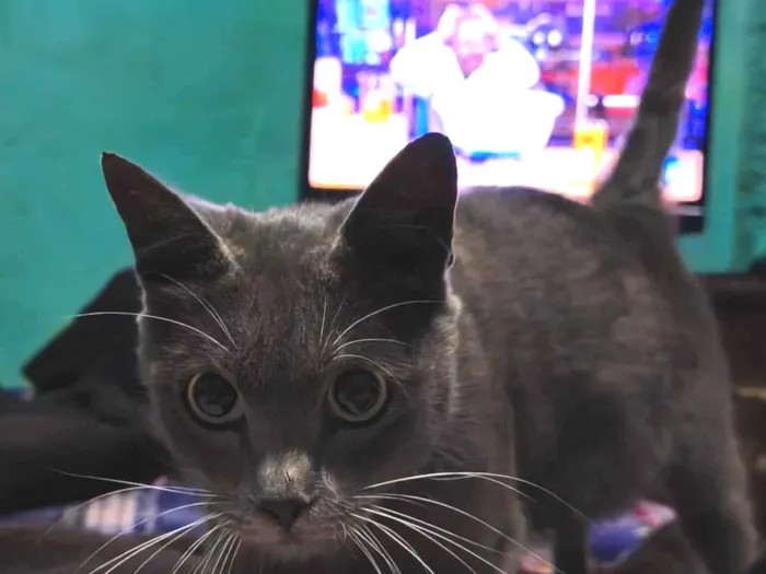 Gato ra a SRD-ViraLata idade 7 a 11 meses nome Skarlat 